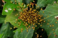 Araneus diadematus