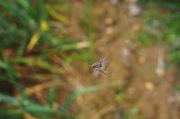Larinioides