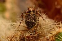 Pseudeuophrys erratica