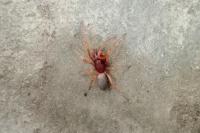 Dysdera