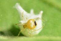 Paidiscura pallens