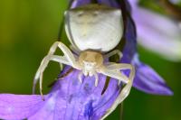 Thomisus onustus