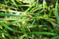 Tetragnatha