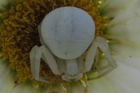 Misumena vatia