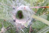 Agelena labyrinthica