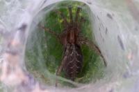 Agelena labyrinthica