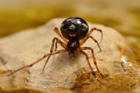 Steatoda triangulosa