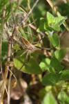 Pisaura mirabilis