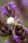 Misumena vatia