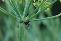 Synema globosum