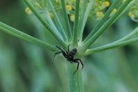 Synema globosum