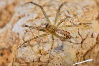 Linyphia triangularis