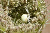 Misumena vatia
