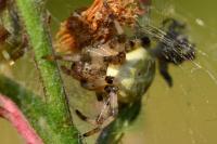 Araneus quadratus