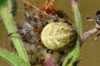 Araneus quadratus