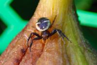 Synema globosum