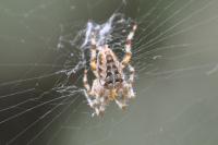 Araneus diadematus