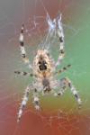 Araneus diadematus