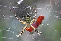 Argiope bruennichi