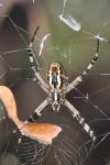 Argiope bruennichi