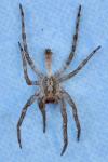 Zoropsis spinimana