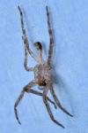 Zoropsis spinimana