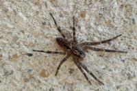 Zoropsis spinimana