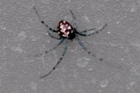 Steatoda triangulosa