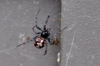Steatoda triangulosa
