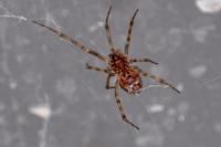 Steatoda triangulosa