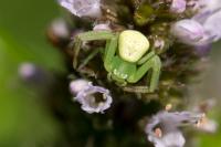 Ebrechtella tricuspidata