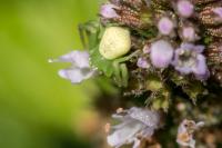 Ebrechtella tricuspidata