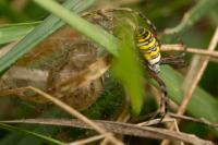 Argiope bruennichi