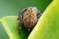 Carrhotus xanthogramma