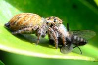 Carrhotus xanthogramma
