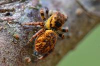 Carrhotus xanthogramma