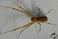 Linyphia triangularis