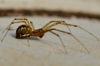 Linyphia triangularis