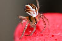 Mangora acalypha