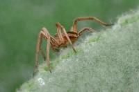 Pisaura mirabilis