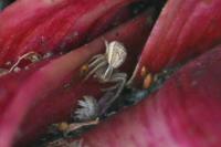 Xysticus
