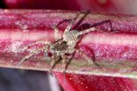 Pardosa