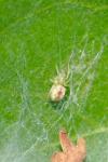 Nigma puella