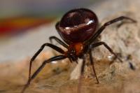 Steatoda grossa