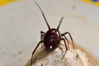 Steatoda grossa