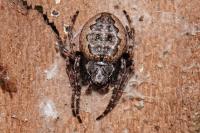 Nuctenea umbratica