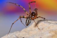 Lepthyphantes minutus