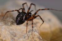 Lepthyphantes