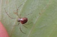 Metellina