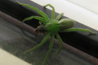 Micrommata ligurina